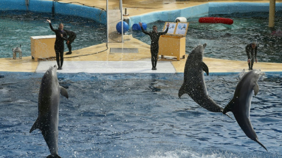 Las orcas y delfines de un parque acuático que cierra en Francia no pueden ser llevados a España