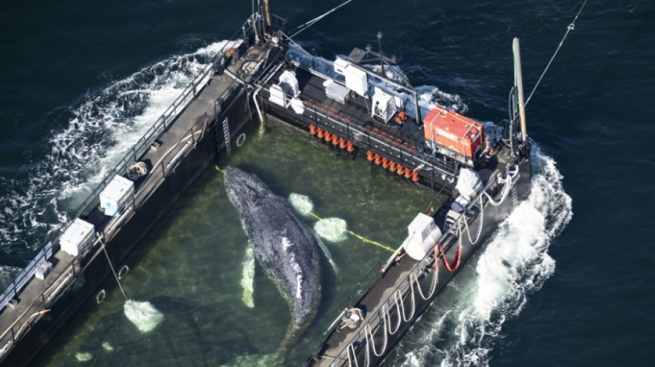 Liberan en el mar del Norte a la ballena varada en Alemania