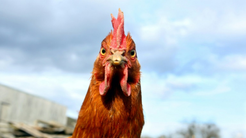 H&uuml;hnchen vom Biohof oder aus Legebatterie besser erkennen