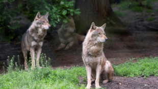 Niederl&auml;ndische Beh&ouml;rden melden Wolfsangriffe auf Kinder und warnen Eltern