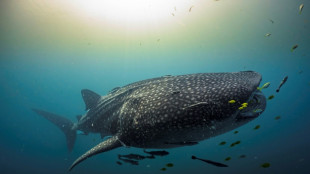 L'Indon&eacute;sie, sanctuaire des requins-baleines, selon une &eacute;tude