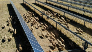 En Australie, des "moutons solaires" pionniers de l'agrivolta&iuml;sme