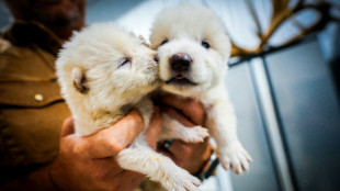 US firm says it brought back extinct dire wolves