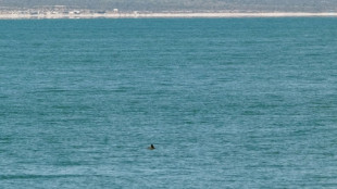 La poblaci&oacute;n de vaquita marina se mantiene "estable" en aguas de M&eacute;xico