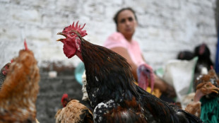 Al "puro cash" o trueque, bulle un popular mercado de animales en El Salvador