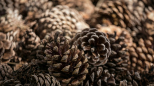 Perch&eacute; dans les m&eacute;l&egrave;zes, pour inventer la for&ecirc;t de demain