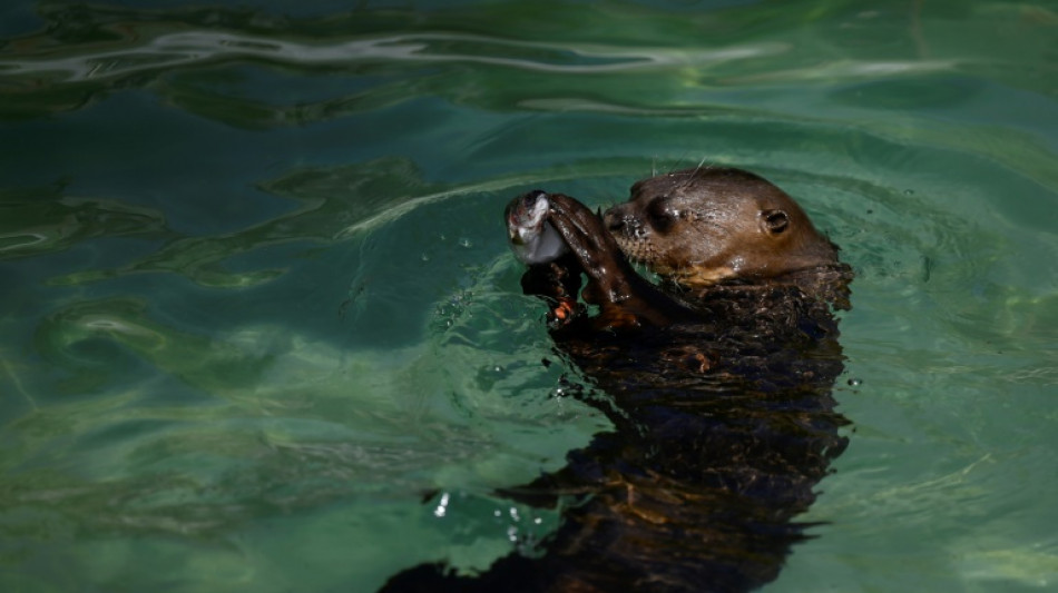 Una asociaci&oacute;n brit&aacute;nica denuncia el trato incorrecto a animales en zool&oacute;gicos europeos