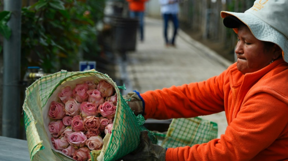 Las rosas ecuatorianas y su carrera de obst&aacute;culos para salir al mundo