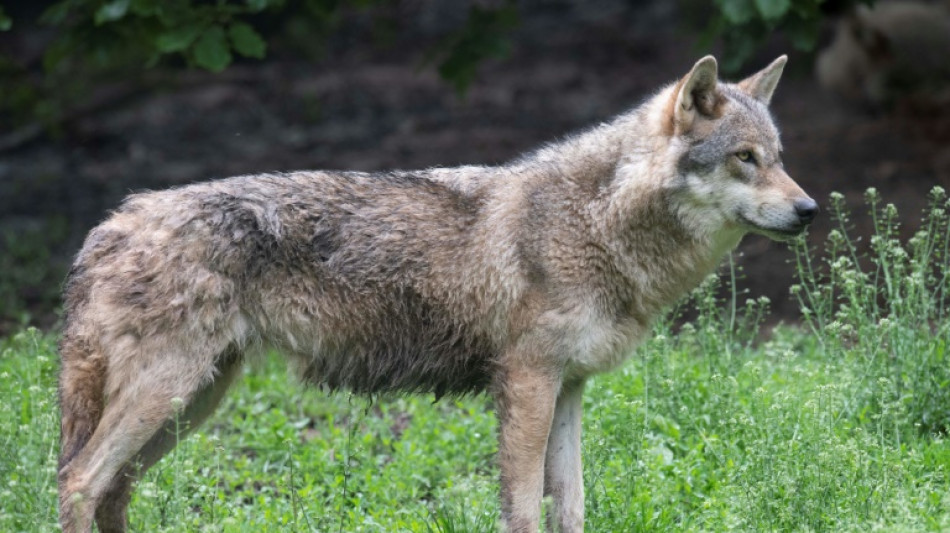 En Europe, le loup reste une "esp&egrave;ce prot&eacute;g&eacute;e", mais moins qu'avant