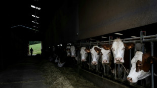 Apr&egrave;s la dermatose, les &eacute;leveurs des Alpes reconstituent leurs troupeaux