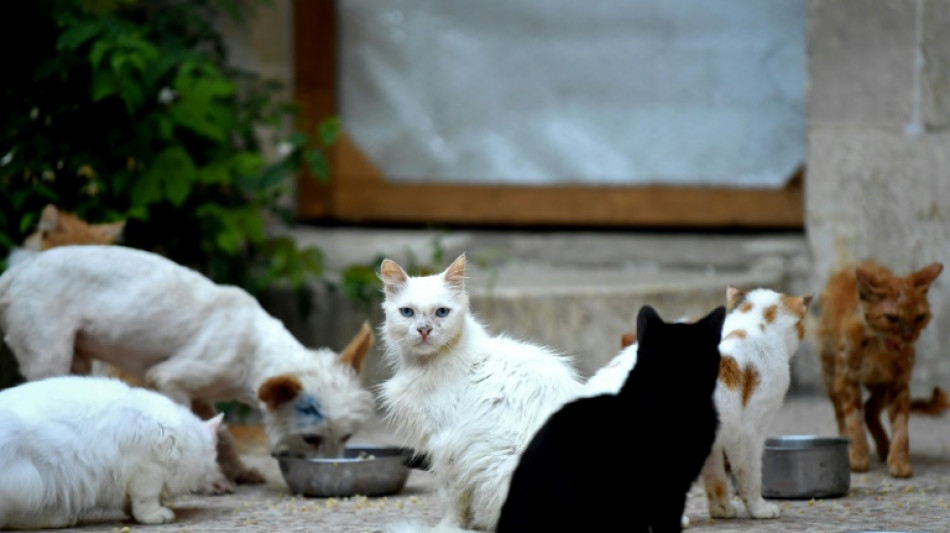 Plus de 150 chats d&eacute;laiss&eacute;s dans 80 m2: 18 mois avec sursis requis &agrave; Nice 
