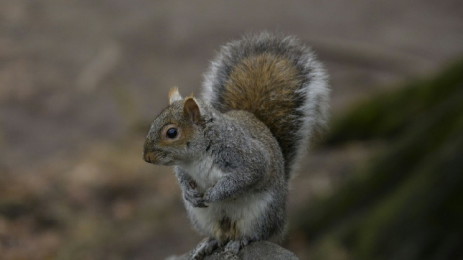 Feuerwehr rettet in Dortmund Eichh&ouml;rnchen aus Gullydeckel