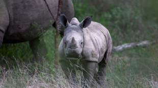 Bilan mitig&eacute; pour la conservation des rhinoc&eacute;ros, selon l'UICN