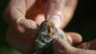 W&uuml;hlmausbek&auml;mpfung l&ouml;st in Rheinland-Pfalz Gro&szlig;einsatz der Feuerwehr aus