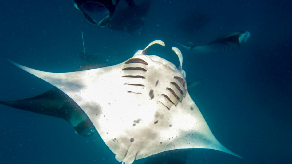 Océans: des scientifiques mettent en évidence l'efficacité de très grandes aire protégées