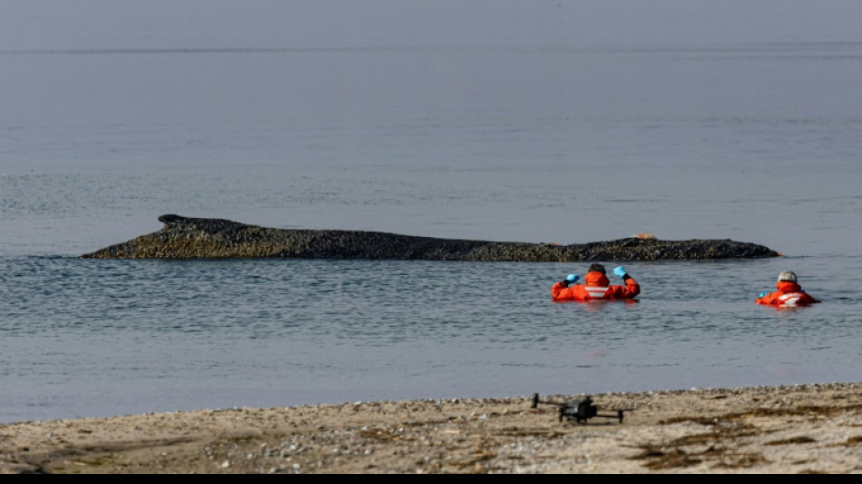 Op&eacute;ration de sauvetage pour une baleine &eacute;chou&eacute;e sur la c&ocirc;te allemande