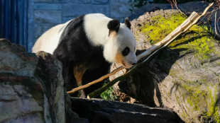 La Chine va remplacer les deux pandas g&eacute;ants pr&ecirc;t&eacute;s &agrave; l'Australie