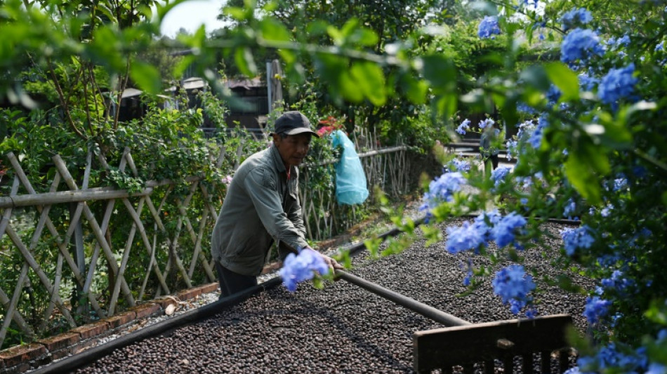 Chinese tea hub branches into coffee as tastes change