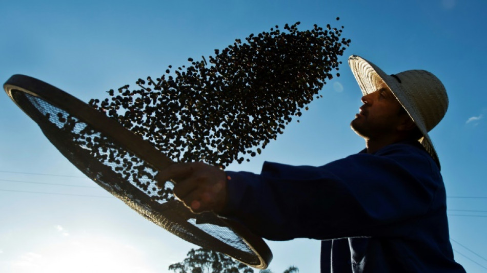 Le cours du caf&eacute; arabica au plus haut depuis 1977