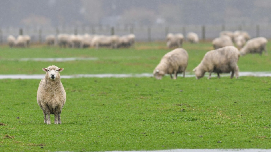 50 Schafe laufen in Supermarkt in Bayern - Penny will Patenschaft &uuml;bernehmen