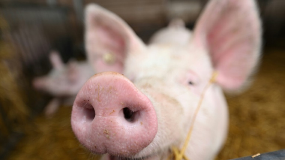 Chinese doctors implant pig liver in human for first time