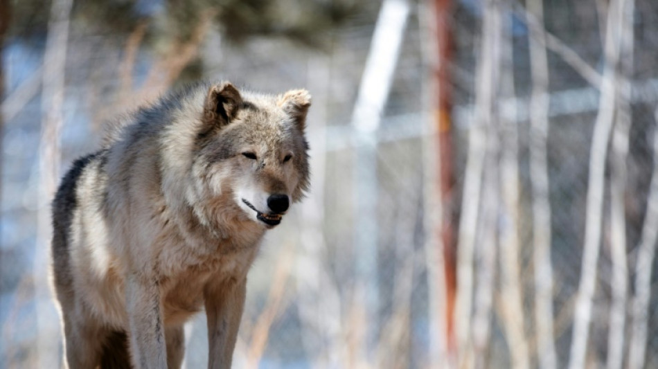 Inde: des villageois abattent le dernier loup d'une meute ayant tu&eacute; des hommes