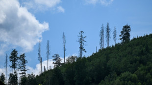 Bundeslandwirtschaftsminister Rainer stellt Waldzustandserhebung vor