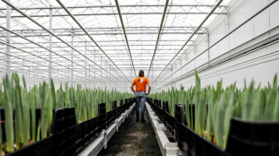 Aux Pays-Bas, des tulipes poussent gr&acirc;ce au bitcoin