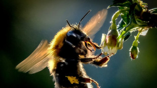 Comme nous, les bourdons et les chimpanz&eacute;s peuvent transmettre leurs comp&eacute;tences