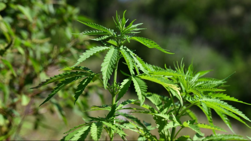 Gro&szlig;razzia wegen Schmuggels von Marihuana von Spanien nach Deutschland