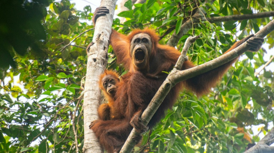 Climate change-fuelled storm decimated world's rarest great ape: study