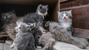 Karlsruhe entscheidet &uuml;ber hom&ouml;opathische Behandlung von Tieren durch Heilpraktikerinnen