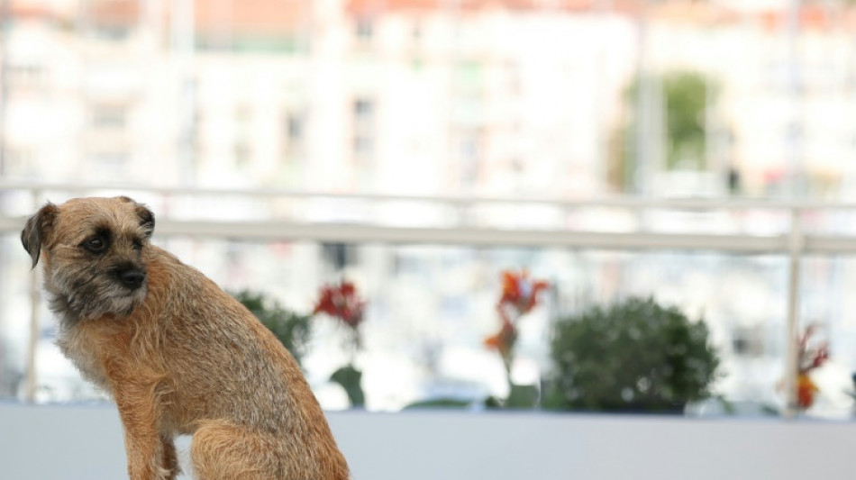 Tier kopf&uuml;ber in Auto geschleudert: Geldstrafe wegen Misshandlung von Hund in Hessen