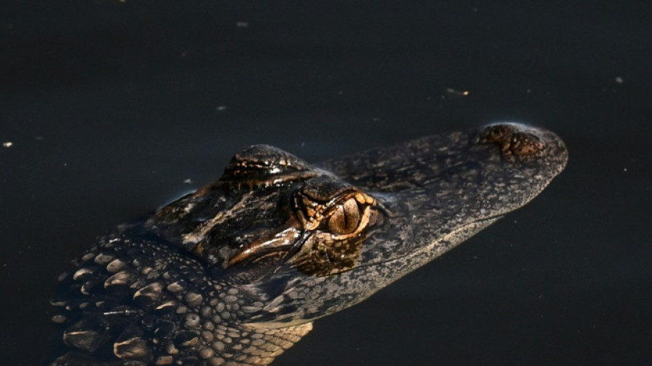 Fl&oacute;rida constr&oacute;i 'Alcatraz dos jacar&eacute;s' para imigrantes