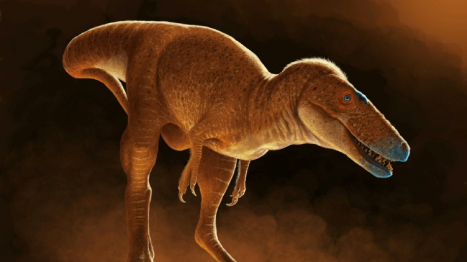 New T-Rex ancestor discovered in drawers of Mongolian institute