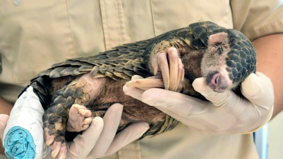 Apr&egrave;s les trafiquants, les chiens errants s'acharnent sur les pangolins de Ta&iuml;wan