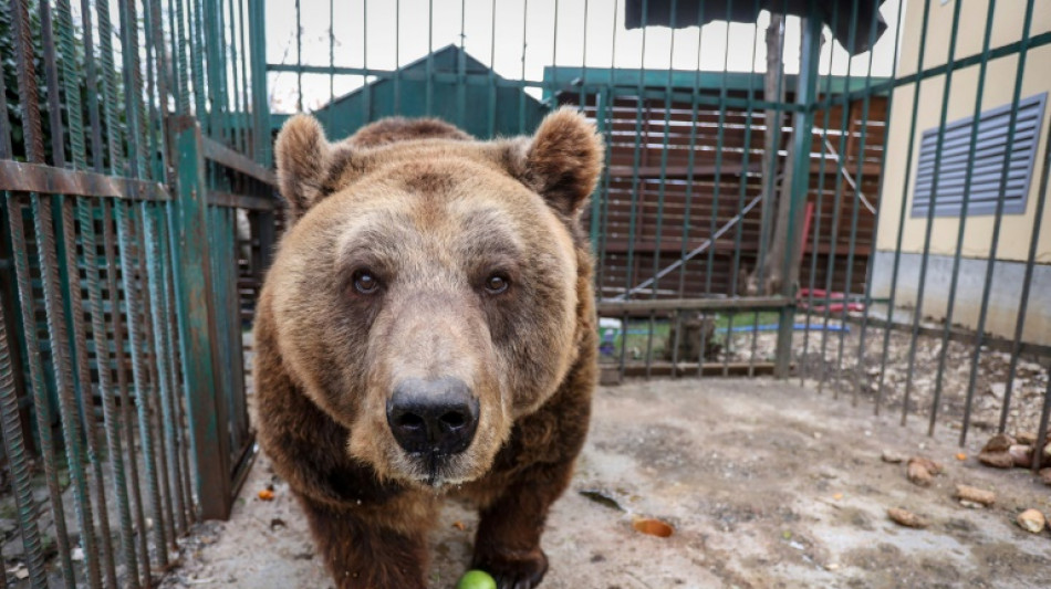 Mark, el oso pardo inicia su vida en libertad tras 20 a&ntilde;os de cautiverio