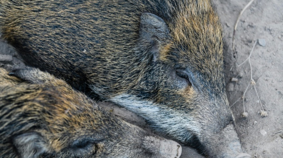 Erster Fall von Schweinepest in Nordrhein-Westfalen nachgewiesen