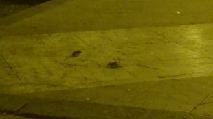 Crudelt&agrave; sulle cavie e omissioni, arresti a Catanzaro