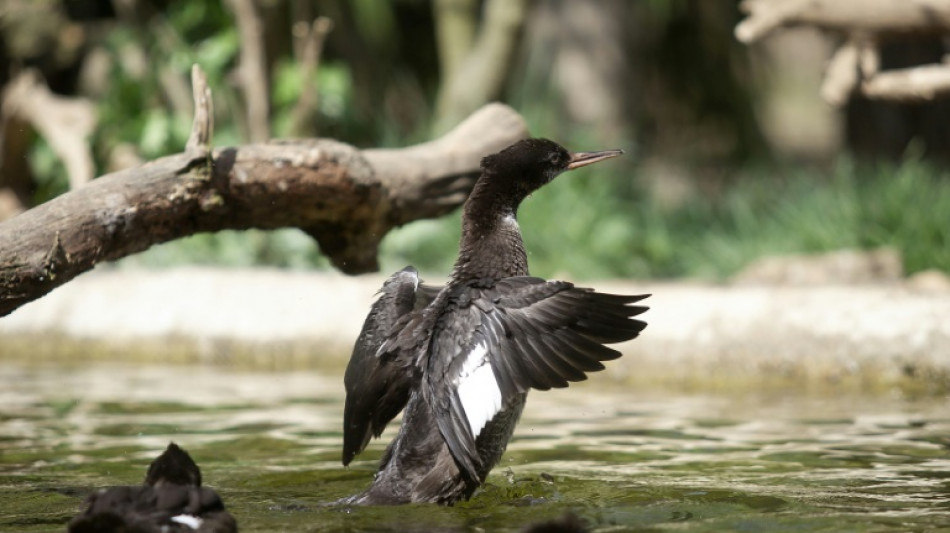 El zoológico de Praga cría patos serranos brasileños, especie en peligro crítico de extinción