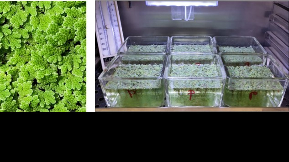 Piante assorbono pi&ugrave; nanoplastiche se temperature aumentano