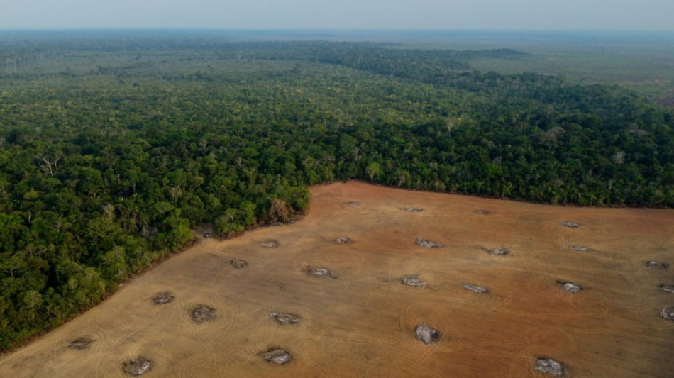 Br&eacute;sil: La d&eacute;forestation en Amazonie en baisse lors du premier mois de Lula