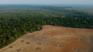 Gobierno brasile&ntilde;o inicia operaciones contra la deforestaci&oacute;n de la Amazon&iacute;a