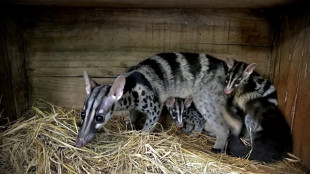 Vietnam: 10 cuccioli di zibetto delle palme nati in cattivit&agrave;