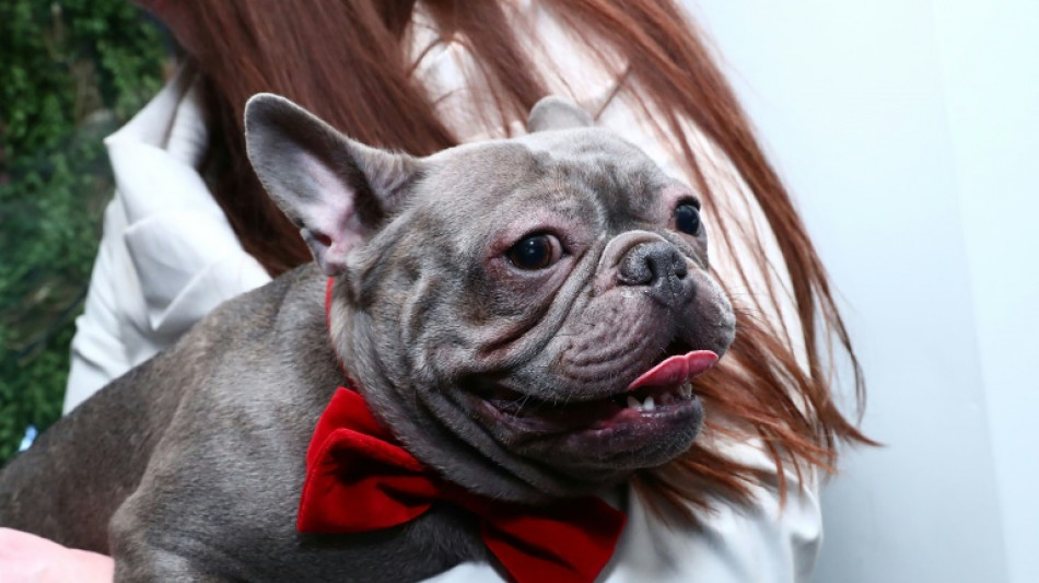 R&auml;tsel um Hund mit drei Namen h&auml;lt Polizei in Bochum auf Trab