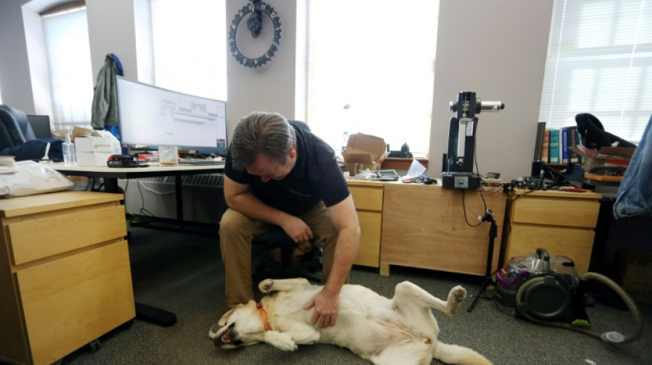 En Canad&aacute;, los perros van a trabajar con sus due&ntilde;os