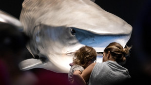 Squali bianchi risalgono costa nord-est Usa, allarme bagnanti