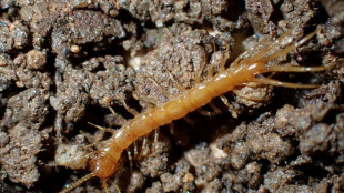 Cruciaux pour la sant&eacute; des sols, des mille-pattes menac&eacute;s d'extinction en France