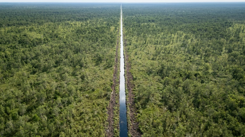 Los indonesios luchan por sus turberas, unos humedales parte de los "pulmones de la Tierra"