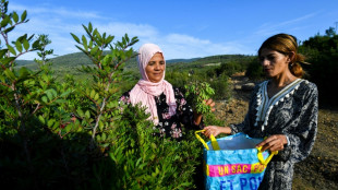 Mujeres recolectoras de plantas arom&aacute;ticas lidian con la sequ&iacute;a en T&uacute;nez